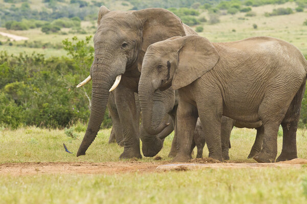 Large African elephants standing together at a water hole