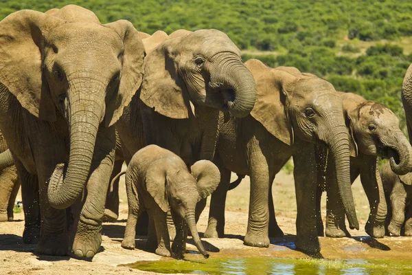 Rebaño de elefantes bebiendo — Foto de Stock