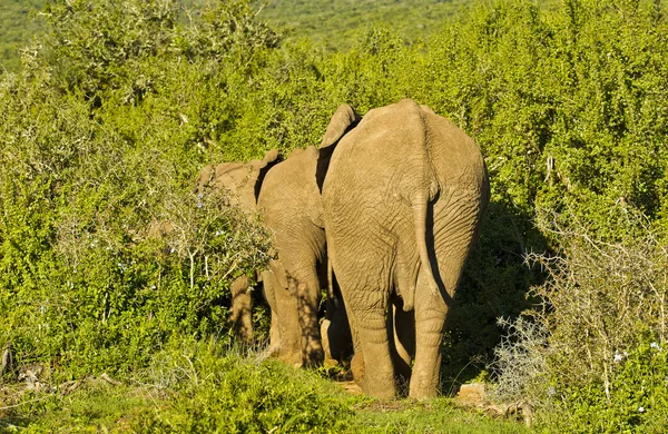 Οι αφρικανικοί ελέφαντες περπάτημα σε ευθεία γραμμή σε παχιά θάμνο της — Φωτογραφία Αρχείου
