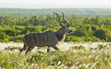Güneşte yürüyen kudu