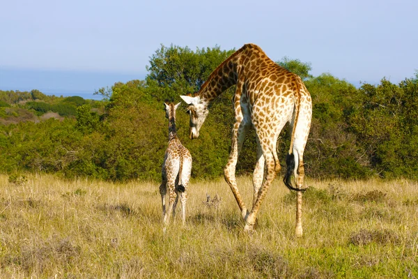 Girafa mãe e bezerro — Fotografia de Stock
