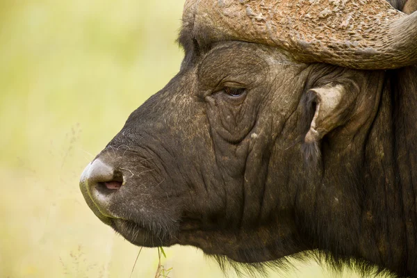 Alerta búfalo mirando atrás — Foto de Stock