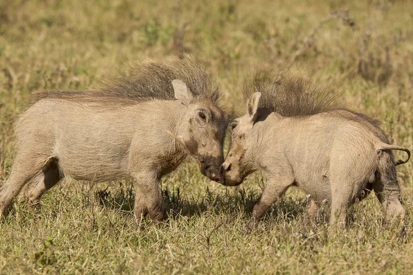 Genç warthogs oynarken — Stok fotoğraf