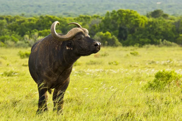 Búfalo joven oliendo el aire — Foto de Stock