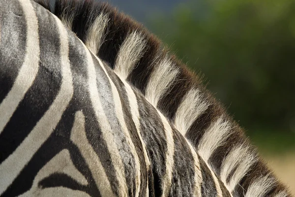 Criniera di zebra nella luce del pomeriggio — Foto Stock