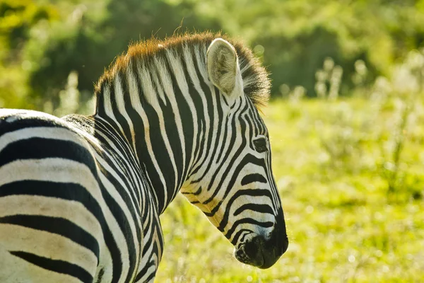 Pelle di zebra a distanza ravvicinata — Foto Stock
