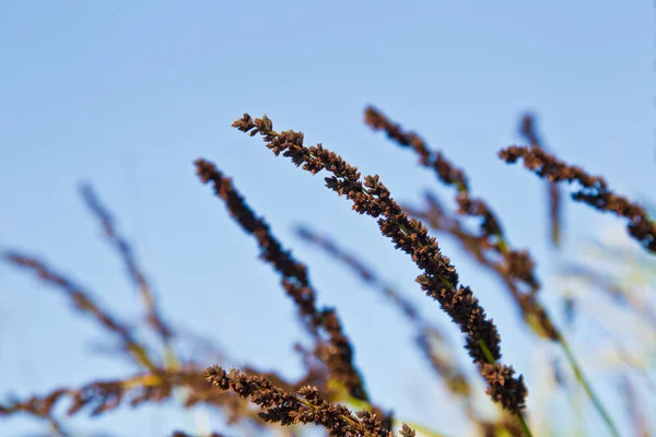 Tiges d'herbe soufflant dans le vent — Photo