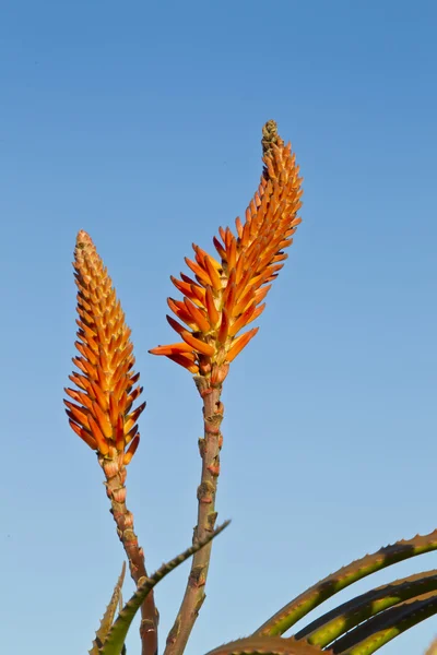 Aloe flowers on a blue sky background — Stock Photo, Image