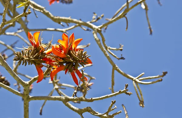 Coral tree flowers — Stock Photo, Image