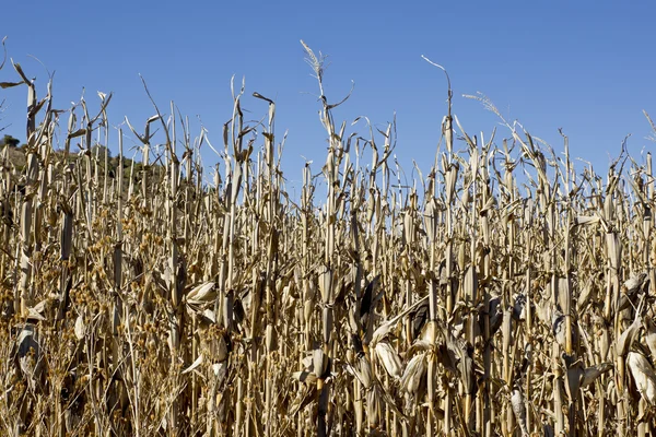 Torrt gräs på en blå himmel bakgrund — Stockfoto