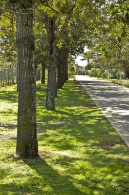Üst üste bir yol boyunca ağaçlar