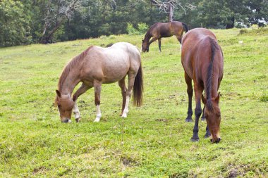 Kahverengi atlar bir tepe üzerinde otlatma
