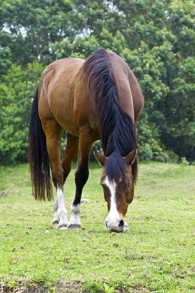 Cavalo castanho com marcas brancas pastando — Fotografia de Stock