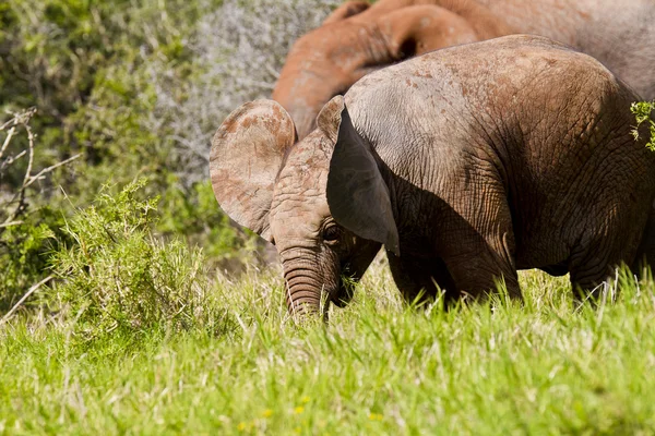 Elefantenohrbewegung — Stockfoto