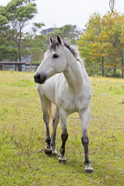 Šedý kůň — Stock fotografie