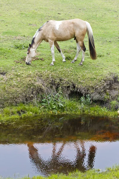 Pferd und Reflexion — Stockfoto