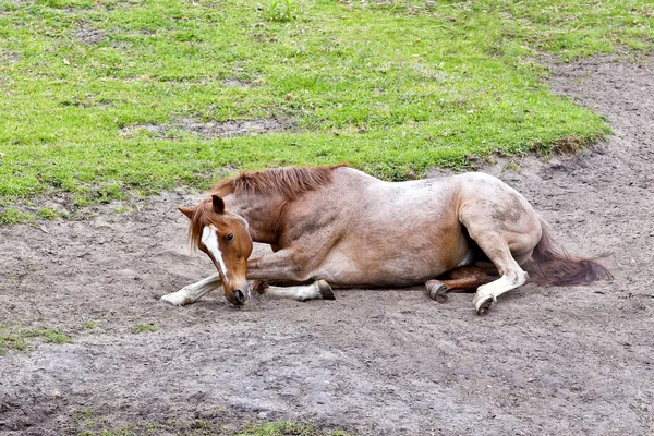 Schläfriges braunes Pferd — Stockfoto