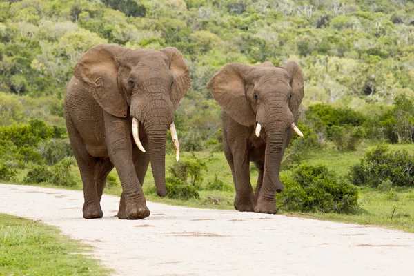 Dva velké sloni — Stock fotografie
