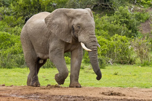 Starka manliga elefant — Stockfoto