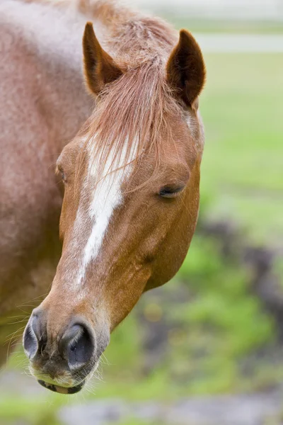 Schläfriges Pferdeporträt — Stockfoto