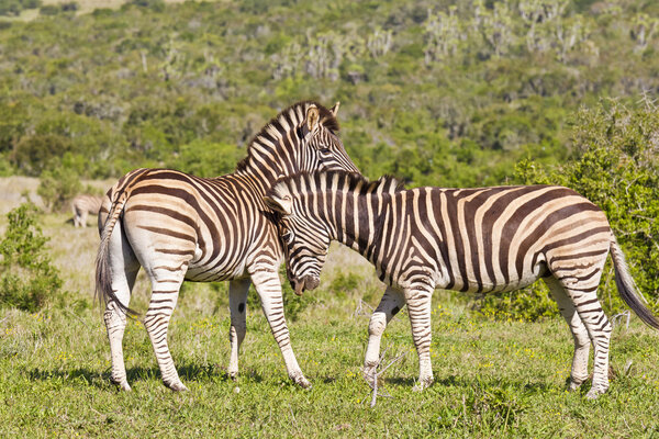 Two zebras standing and showing each other some affection