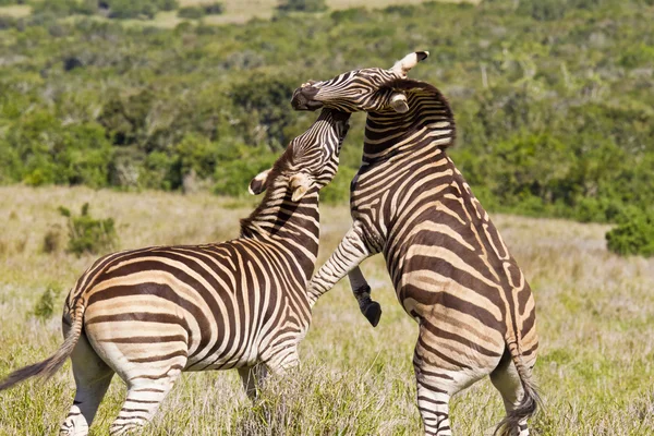 Zebra jugando — Foto de Stock