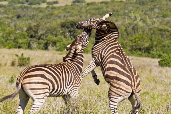 Two zebra males jumping and biting each other while in long dry grass