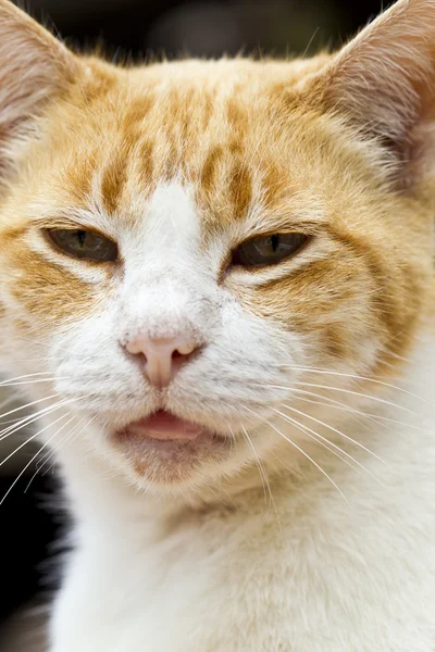 Smiley ingefära katt — Stockfoto