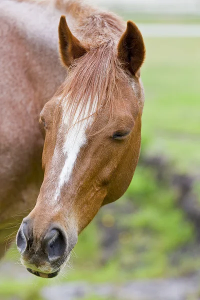 Retrato de cavalo sonolento — Fotografia de Stock
