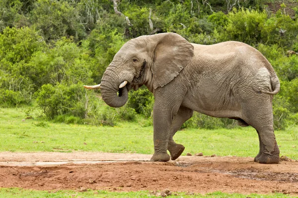 Elefant an einem Wasserloch — Stockfoto