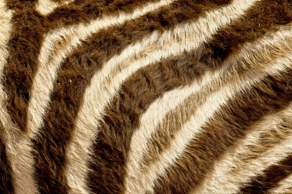 シマウマの毛皮 — ストック写真
