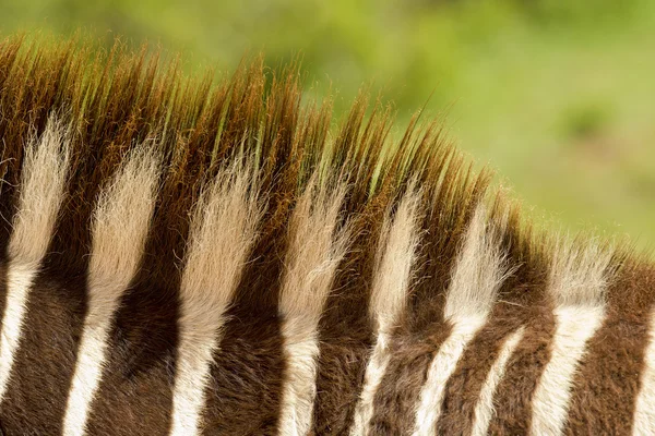 Zebra's mane — Stockfoto