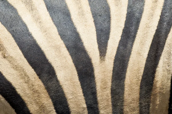 Зебры кожи и меха — стоковое фото