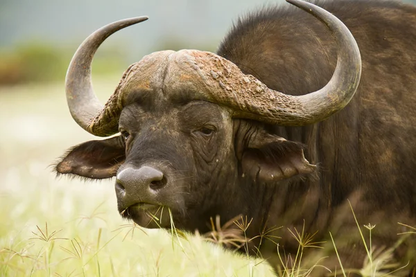 Buffalo bámulni — Stock Fotó