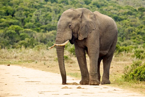 En elefant står på en grusväg — Stockfoto