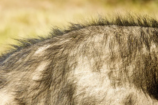 Buffalo skin — Stockfoto