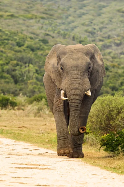 Elephant walking down a gravel road