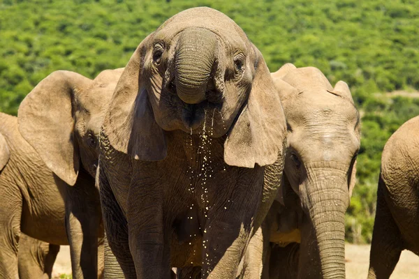 Large elephant drinking — Stock Photo, Image