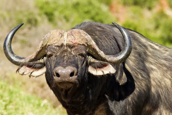 Большой буйвол — стоковое фото