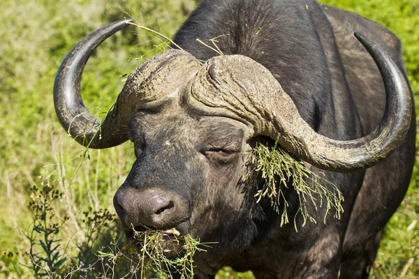 Comer búfalo grande — Foto de Stock