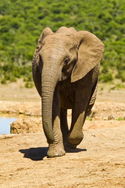 Young elephant running — Stock Photo, Image