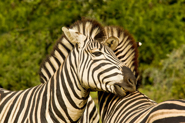 Zebra friends standing and showing affection to one another
