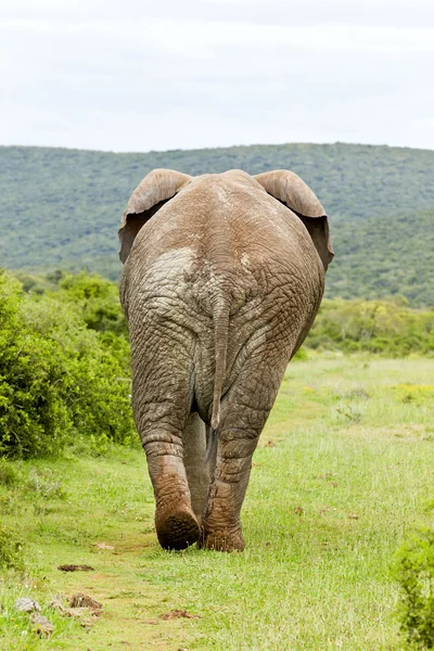 Elephant walking away — Stock Photo, Image