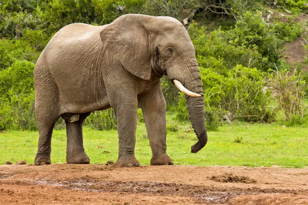 Mannelijke olifant op een water-gat — Stockfoto