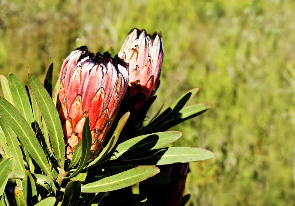 Protea plant with flowers — Stock Photo, Image