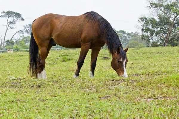 Braunes Pferd mit weißen Markierungen — Stockfoto