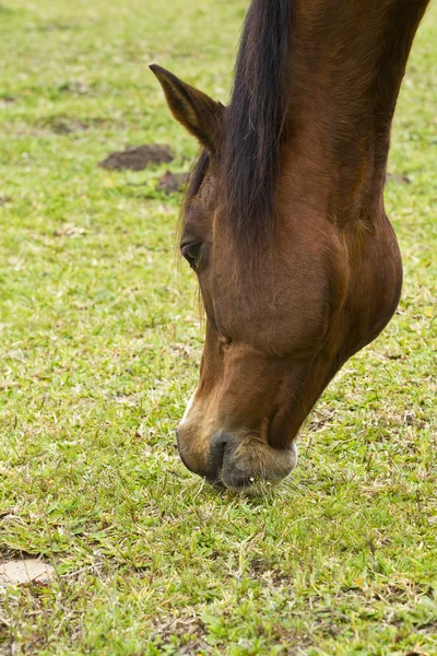 Caballo marrón pastando —  Fotos de Stock