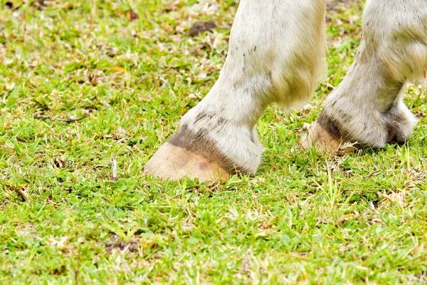 Cascos de caballo —  Fotos de Stock