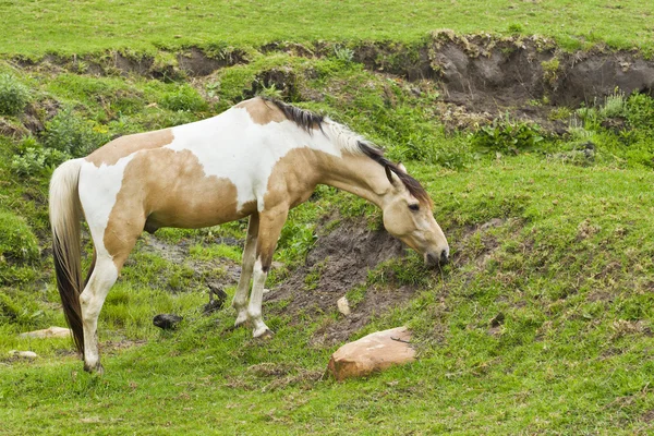 Brown e White Horse Grazing — Fotografia de Stock