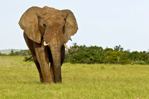 Elefante maschio in piedi e mangiare — Foto Stock